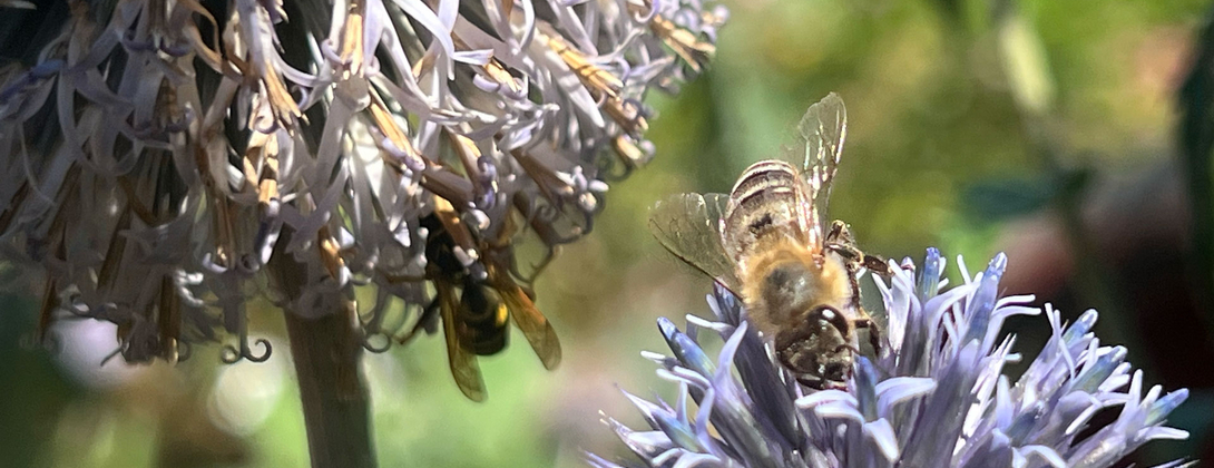 Creative competence and skills needs